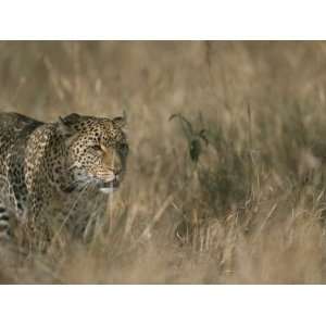  A Leopard on the Prowl in Masai Mara National Reserve 