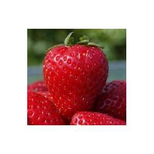  STRAWBERRY JEWEL / four inch Potted Patio, Lawn 