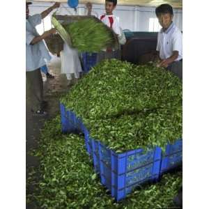 Man Controlling Weight of Daily Quantity of Plucked Leaves, Darjeeling 