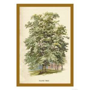  The Plane Tree Giclee Poster Print by W.h.j. Boot, 24x32 