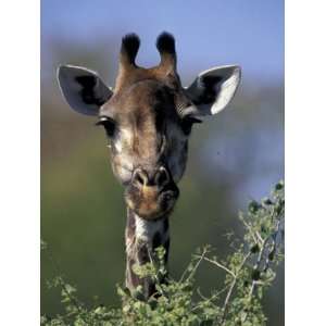  Close up of Giraffe Feeding, South Africa Premium 