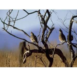 Scaled Quail, Pair, Chihuahua, Mexico Giclee Poster Print by Patricio 