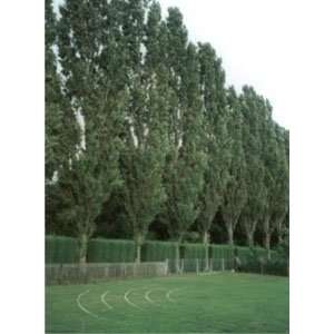 5 Lombardy Poplar 2 3 Foot Bareroot tree Patio, Lawn 