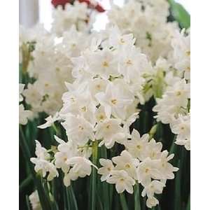 12 Large Ziva Paperwhite Daffodil Flower Bulbs