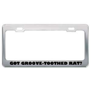 Got Groove Toothed Rat? Animals Pets Metal License Plate Frame Holder 
