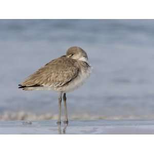  Willet Standing at Rest Along a Beach, Catoptrophorus 