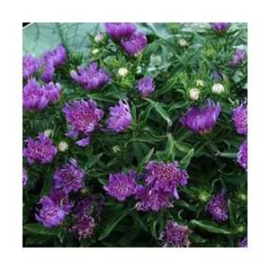  Stokes Aster   Purple Pixie Perennial Flower Patio, Lawn 
