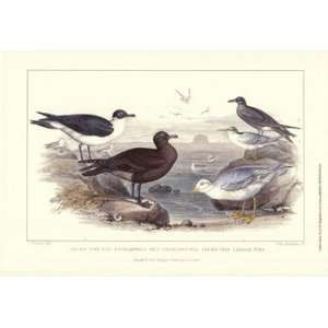 Gulls & Terns Poster by J. Stewart (19.00 x 13.00)