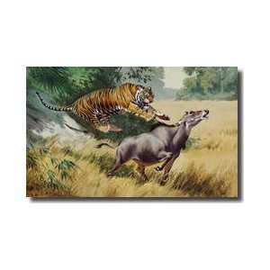  A Bengal Tiger Attacks A Nilgai Giclee Print