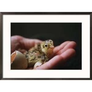  A newly hatched Attwaters greater prairie chick in a human 