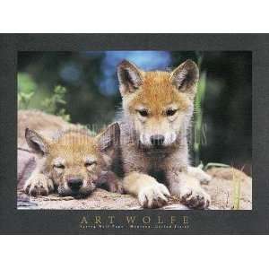 Spring Wolf Pups Wolfe. 14.00 inches by 11.00 inches. Best Quality 