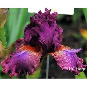  Fangnificent Iris Bulb (1) Patio, Lawn & Garden