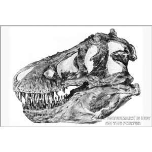  Tyrannosaurus Rex Skull   24x36 Poster 