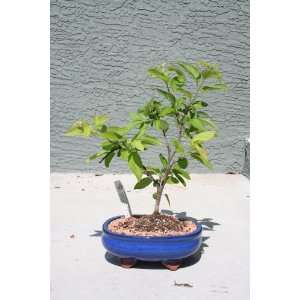 BONSAI CRABAPPLE TREE 2 Grocery & Gourmet Food