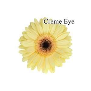  Creme Eye Gerbera Daisies   72 Stems Arts, Crafts 