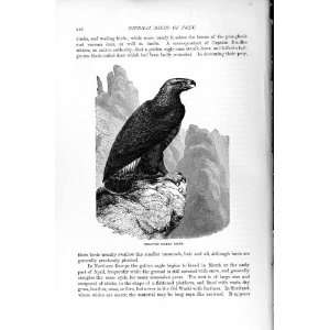   NATURAL HISTORY 1895 YOUNG GOLDEN EAGLE DIURNAL BIRD