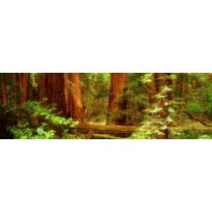  Muir Woods, Trees, National Park, Redwoods, California 