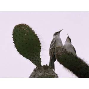  Pair of Galapagos Mockingbirds, Nesomimus Parvulus, on a 