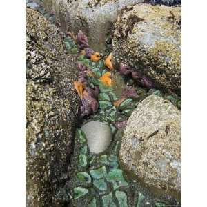 Giant Green Anemones, and Ochre Sea Stars, Exposed on Rocks, Olympic 