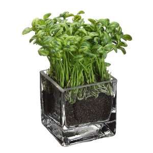  6.5 Bean Sprouts in Glass Vase Green (Pack of 6)