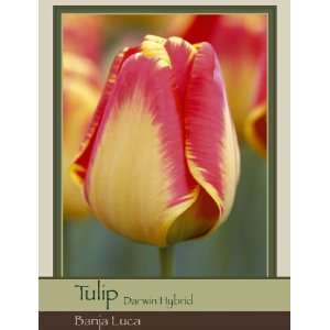  Tulip Darwin Hybrid Banja Luca Patio, Lawn & Garden