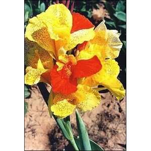  Canna Cleopatra 150 pack Patio, Lawn & Garden