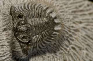 TR11  RARE DEVONIAN TRILOBITE    Lobopyge sp.   SUPERB  