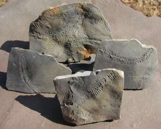 Cruziana LOT / 4 Slabs of Trilobite Tracks  
