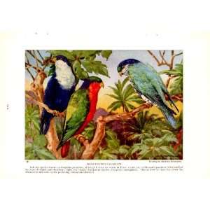  1925 Brush tongued Parakeets Marquesan species   Hashime 