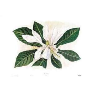  Magnolia Fraseri (Canv)    Print
