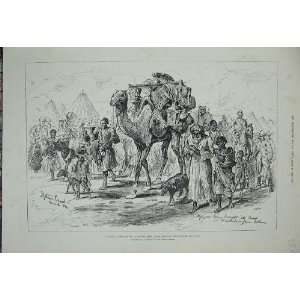  War Souakim 1884 Refugees Tokar Camp Trinkitat Camels 