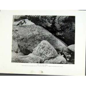  Old Antique Print Tiercel On The Rocks Birds Of Prey