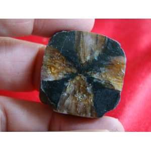  S8520 Chiastolite Immortality Andalusite Cross Polished 