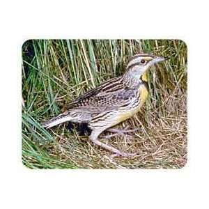  Meadowlark Coasters