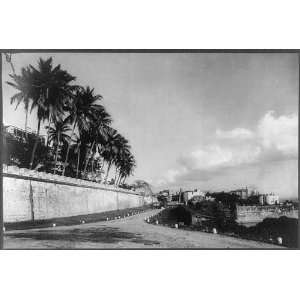  San Juan,Puerto Rico,1920,Casa Blanca,palm tree,walkway 