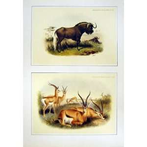   C1990 Mammals GrantS Gazelle Black Wildebeest Colour