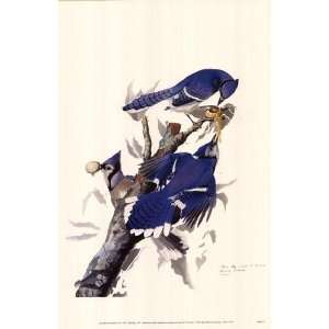  Blue Jay by John Woodhouse Audubon 11x17