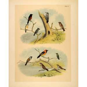  1881 Chromolithograph Birds Oriole Woodpecker Sparrow 