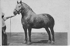 PERCHERON BIG BEN   WORLDS LARGEST GELDING DRAFT HORSE POSTCARD 