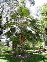 Hawaiian Fan Palm LIVE Big Island Tree Kona Plant Patio  