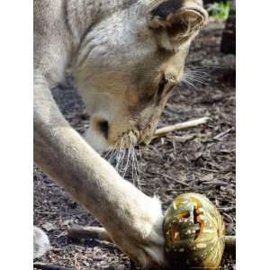 Kutchani, a Female Lion Plays with a Pumpkin at Sydneys Taronga Zoo 