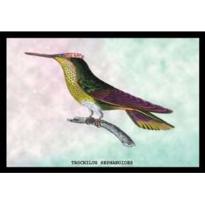  Hummingbird Trochilus Sephanoides 28X42 Canvas