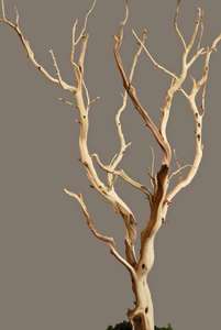 PK) Manzanita Sandblasted Branches 18 26  