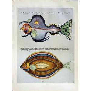    C1990 Exotic Fish Natural History Dance Swinney