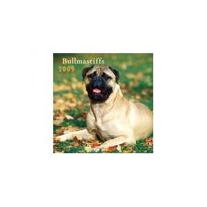  Bullmastiffs 2009 Wall Calendar