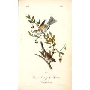   John James Audubon   24 x 40 inches   Canada Buntin