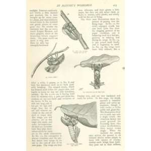  1899 Canker Worms illustrated 