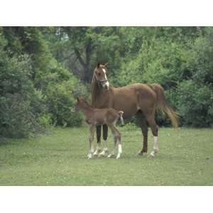  Arabian Mare and Colt, Oldham County, Kentucky, USA 