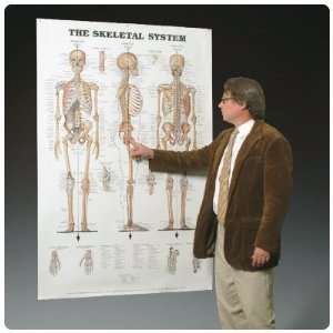    The Skeletal System Giant Chart   Chart