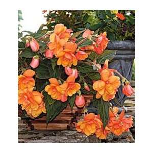  Begonia FiredanceBlackmore & Langdon Trailing Variety 